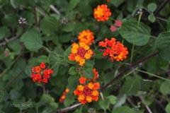 Lantana camara